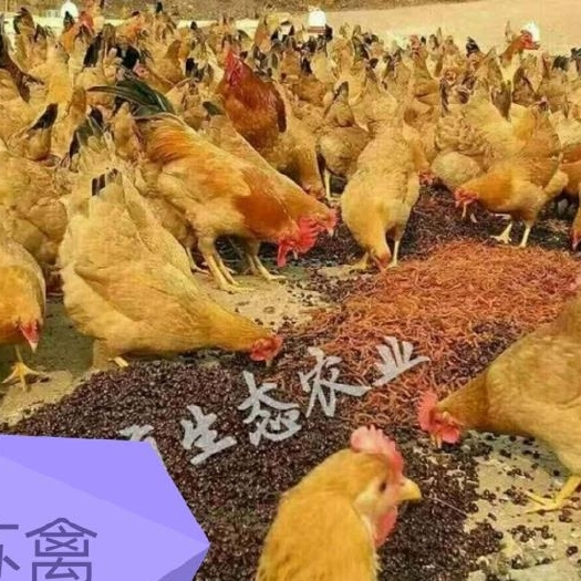 枣阳市优质土鸡苗苏禽二代公苗，混苗，母苗