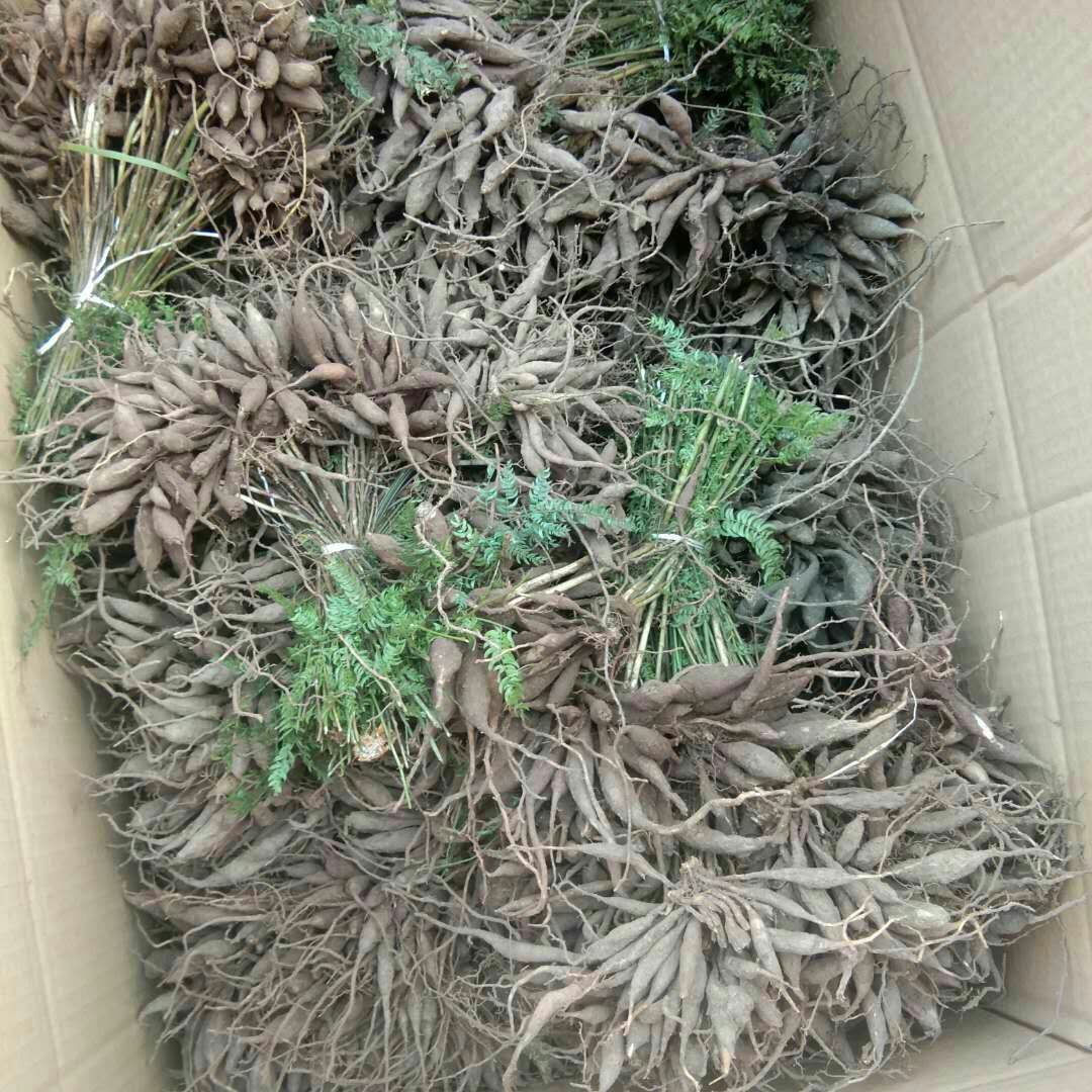  天门冬苗，大冬苗，天冬苗