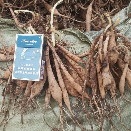 临洮县大丽花苗  大丽花种球，大丽花种苗，甘肃定西临洮尕袁精品大丽花