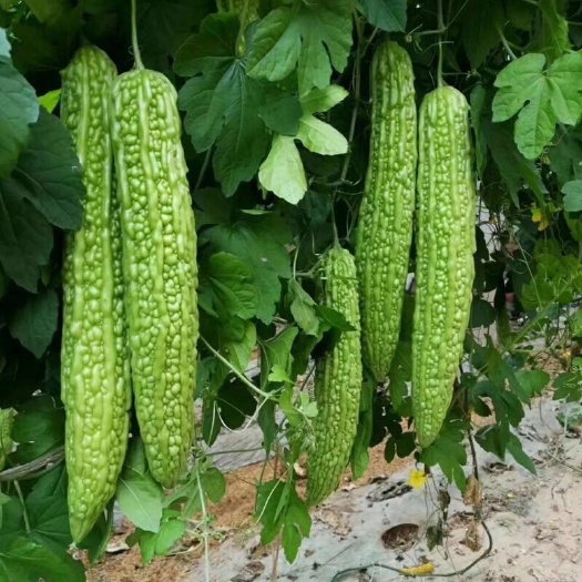 徐闻县绿苦瓜 30~40cm
