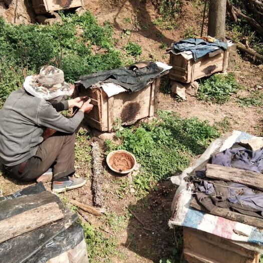 洛宁县 自家在山中收的土蜂农家自养一分价一分货假1赔10
蜂蜜