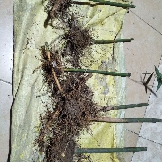  南靖土樓云水謠雷竹竹苗 成年竹做笛簫的好竹料  春天長鮮筍