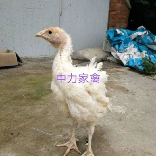 广汉市尼古拉火鸡苗 700系脱温苗2斤重可长50斤，防疫做齐成活率高