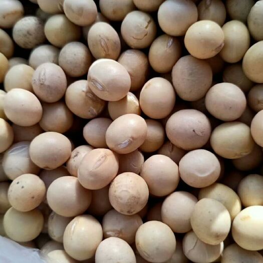 克山县 东北高蛋白豆腐，豆浆专用大豆