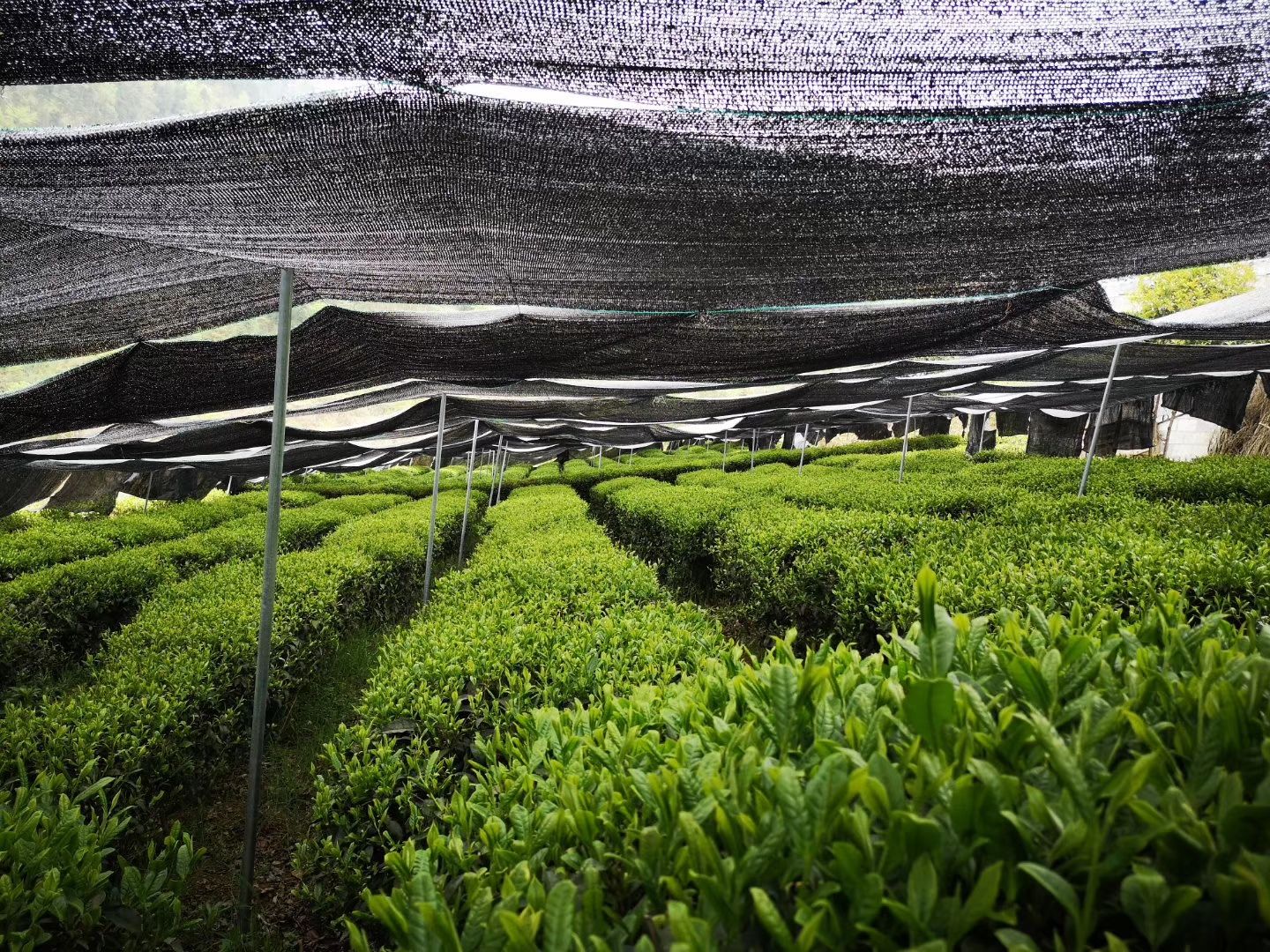 绿茶，明前茶，新茶，春茶。