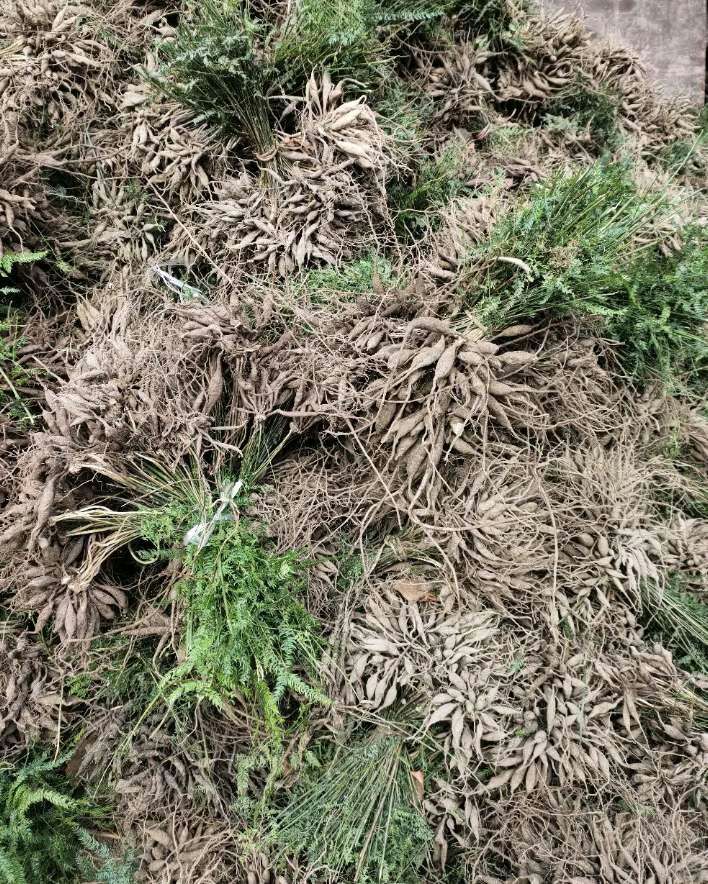  天门冬苗，大冬苗，天冬苗