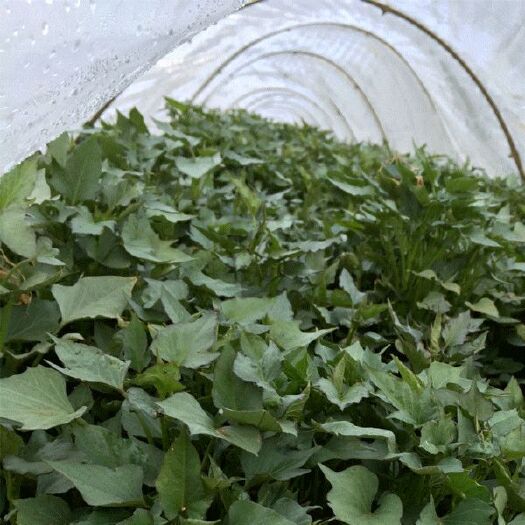 禹州市西瓜红红薯苗 原种脱毒红薯苗有商薯一九烟薯二五西瓜红紫薯苏″等多个品种