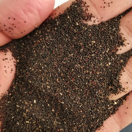 马齿苋种子  马齿笕种子 马齿笕籽 包芽率包邮