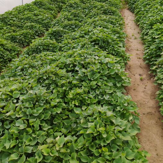 渭南秦薯5号红薯苗 高剪秦薯4号:5号拔苗