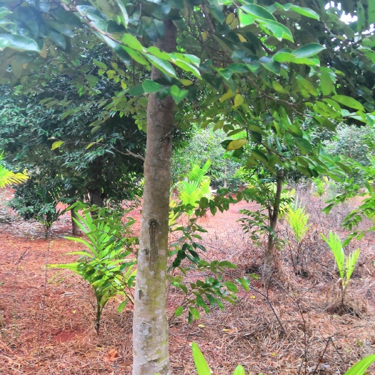 海口 自家种植的沉香树