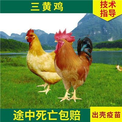南宁 大三黄鸡苗   孵化场直销   包打疫苗