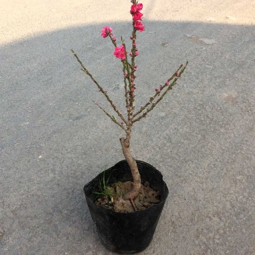 荣成市 桃树苗，3年，观赏用