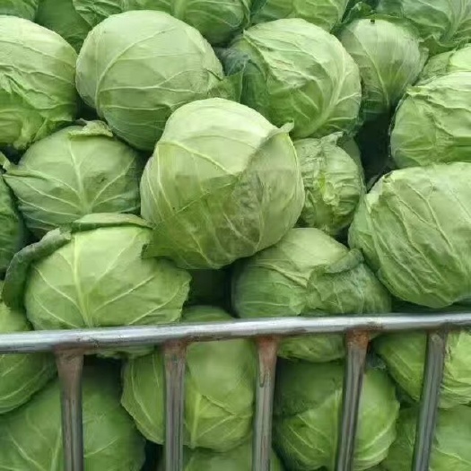 博爱县河南焦作新鲜绿包菜 甘蓝类蔬菜 博爱县直发