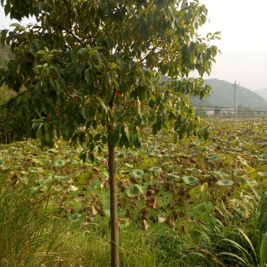 崇阳县 香樟树
