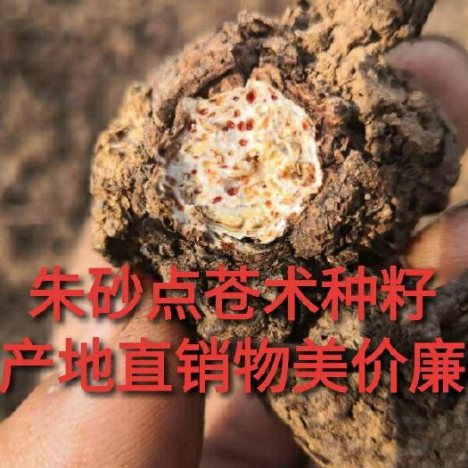 商洛 苍术种子新朱砂点北苍术种子苍术籽包发芽率%95以上货到付款