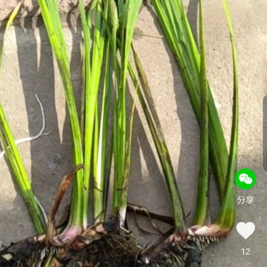 药用水菖蒲 长年供应