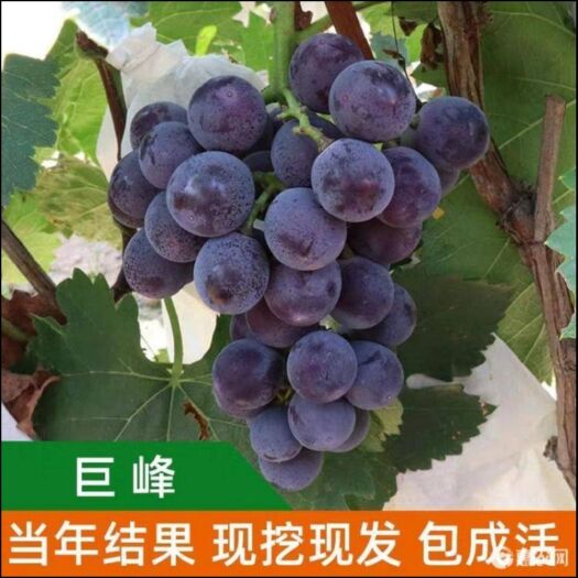 平邑县巨峰葡萄苗大蓝宝石葡萄树苖果树果苗南北方种植爬藤盆栽当年结