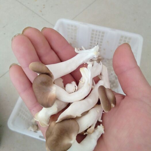 宁乡市鲜平菇