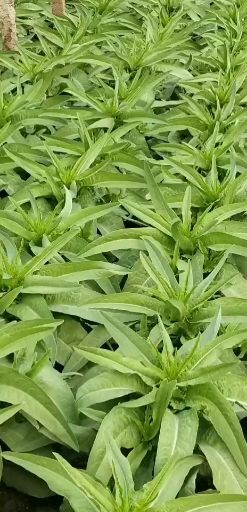 香河县 香河牛逼莴笋大量上市中