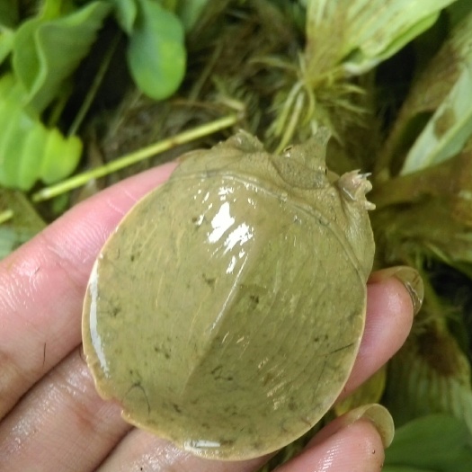 黄沙鳖  外塘甲鱼苗水鱼苗黄沙苗自然孵化团鱼元鱼王八苗质量保