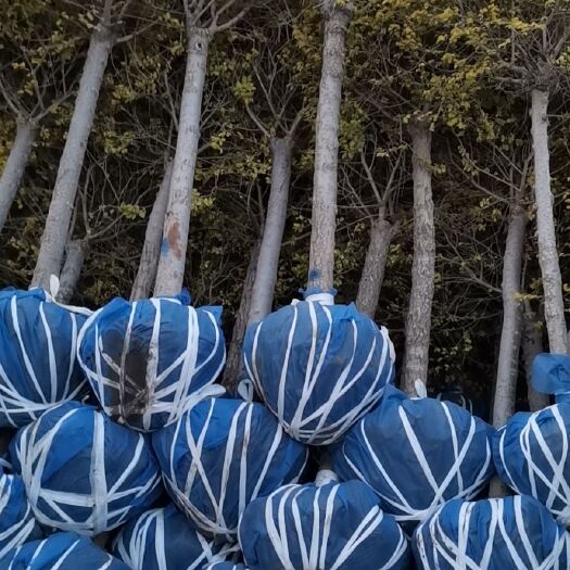 定州市 矮杆金叶榆球
