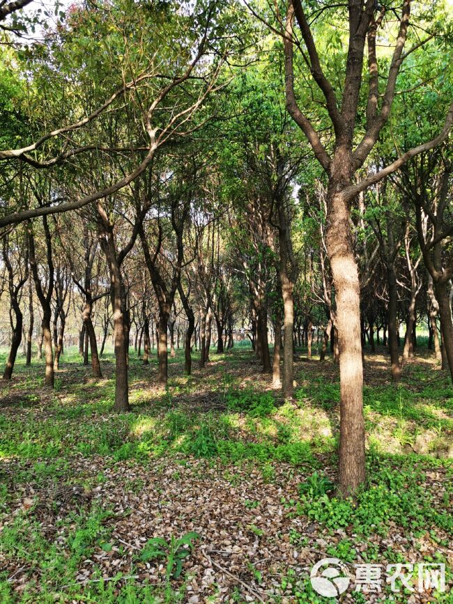  香樟，骨架香樟