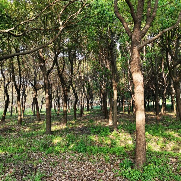  香樟，骨架香樟