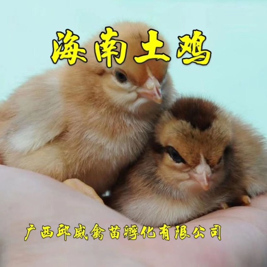 南宁 鸡苗  文昌鸡苗