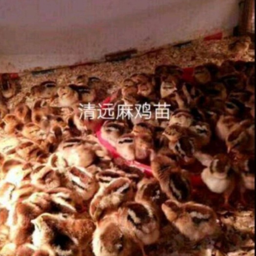 沈阳 温氏公司，清远麻三脱温鸡苗