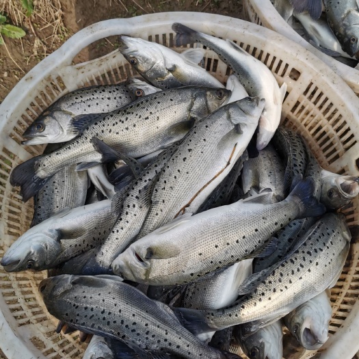 绍兴海鲈鱼 活力好，条形好，口感佳