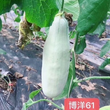 博洋61甜瓜 山东聊城莘县燕店香瓜之乡！