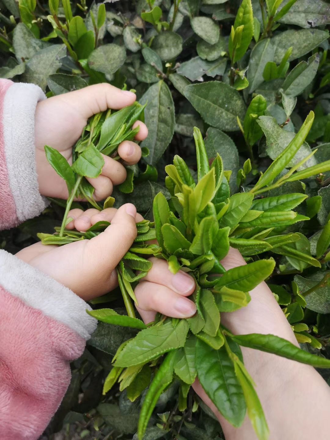 绿茶，明前茶，新茶，春茶。