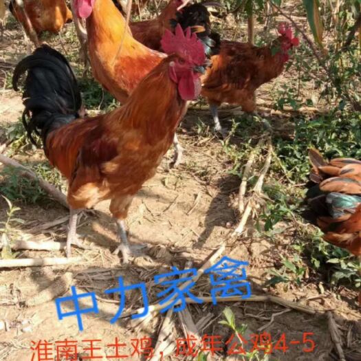 广汉市 淮南王白皮青脚土鸡苗土2出壳苗通货1月龄脱温半斤防疫做齐