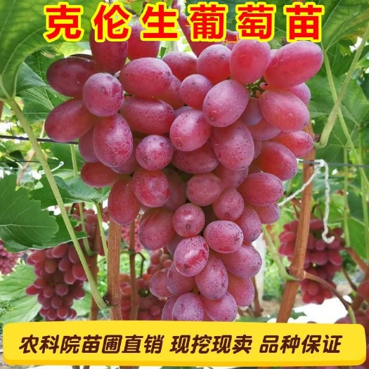 北票市克伦生葡萄苗