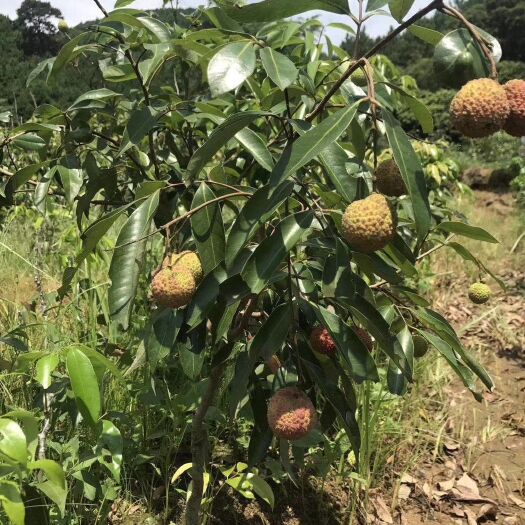 灵山县观音绿荔枝苗 广西灵山发货 果肉细软、味清甜带香味，品质特