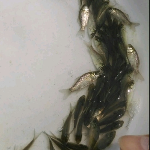 重庆市 鱼种场优质鲤鱼，鲢鱼，草鱼，黄辣丁，清波等鱼苗