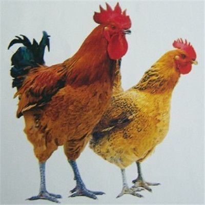 南宁 铁脚麻鸡苗   厂家直销  包打疫苗