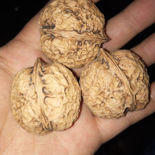 景谷县云南核桃  云南山里薄皮核桃，新货上市