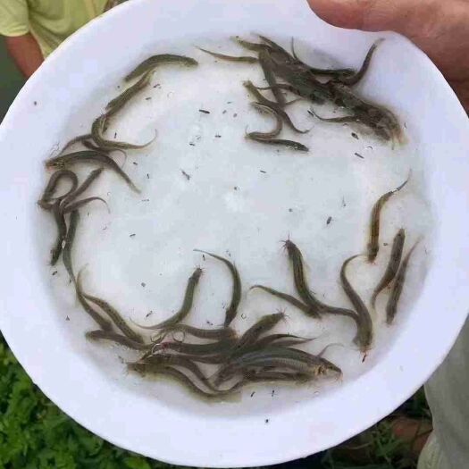 广州泥鳅苗  泥鳅鱼苗，泥鳅鱼苗，快大型易养，提供养殖技术