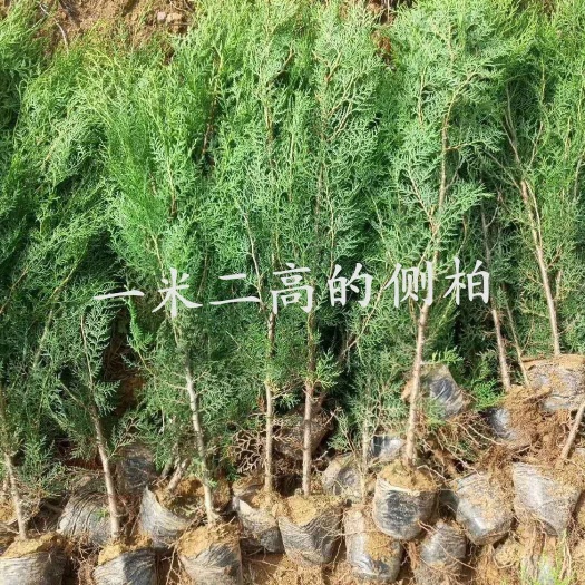 莒南县侧柏侧柏苗侧柏批发侧柏基地