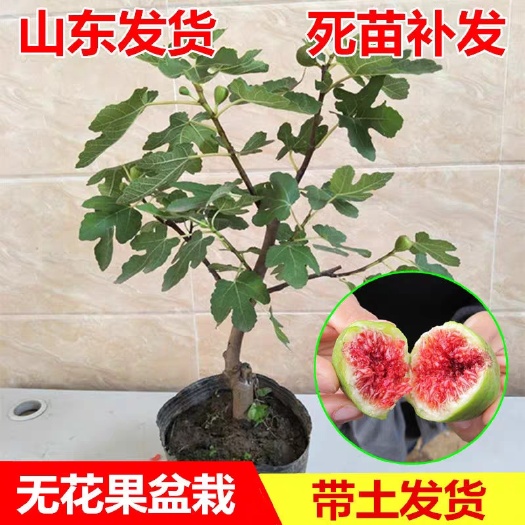 平邑县果树盆景 盆栽矮化无花果