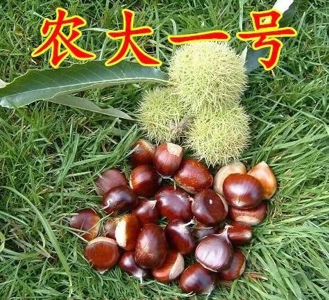平邑县 早熟农大一号板栗苗 地里现挖现卖 当年结果苗 量大优惠