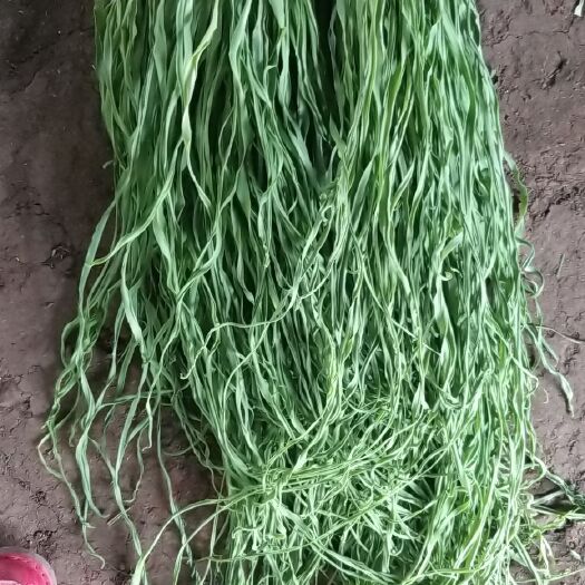 鹤庆县苔干  不做库存，只做现货