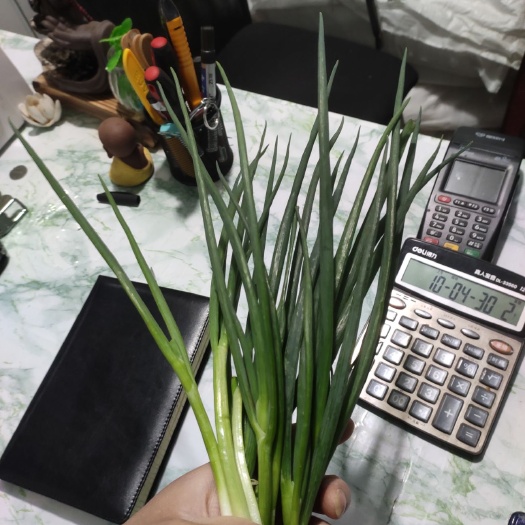 六安 小香葱