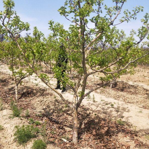 大绵球山楂树苗 山楂树出售