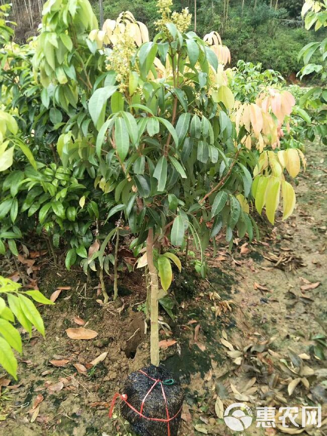 仙进奉荔枝苗  先进奉荔枝苗  广西灵山果肉厚，蜡黄色