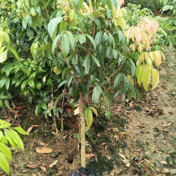 仙进奉荔枝苗  先进奉荔枝苗  广西灵山果肉厚，蜡黄色