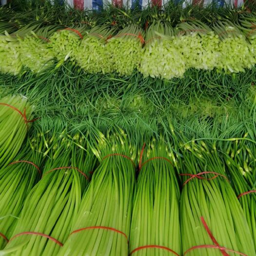 商丘红帽蒜薹 蒜臺：红帽、白帽，产地直供，货源充足，代发全国，质量保证