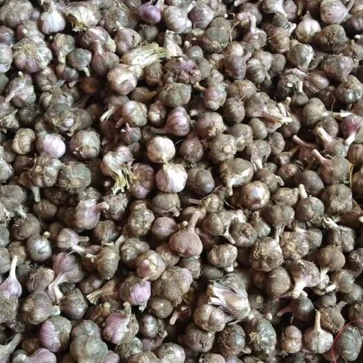 鹤庆县紫皮大蒜 4.5cm以下