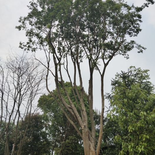 全州县 朴树 多杆移栽朴树 主杆朴树  大朴树